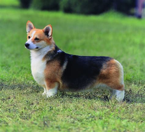 crsgii|Welsh Corgi Breed .